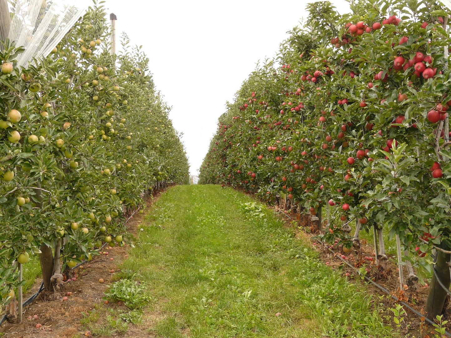 Her Orchard Body and Hair Mist